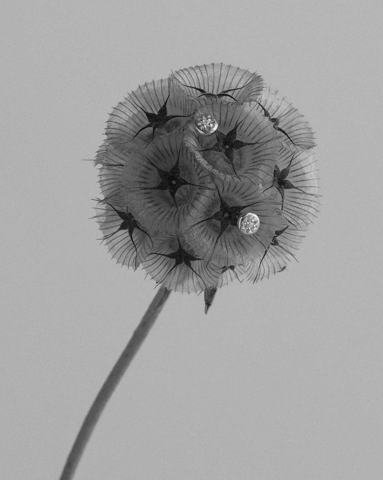 GUIDING STAR STUDS (STERLING SILVER) IMAGE 4